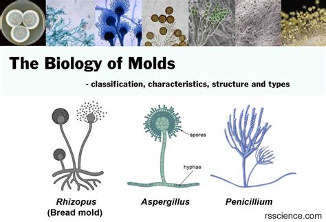 Molds in Tagalog.